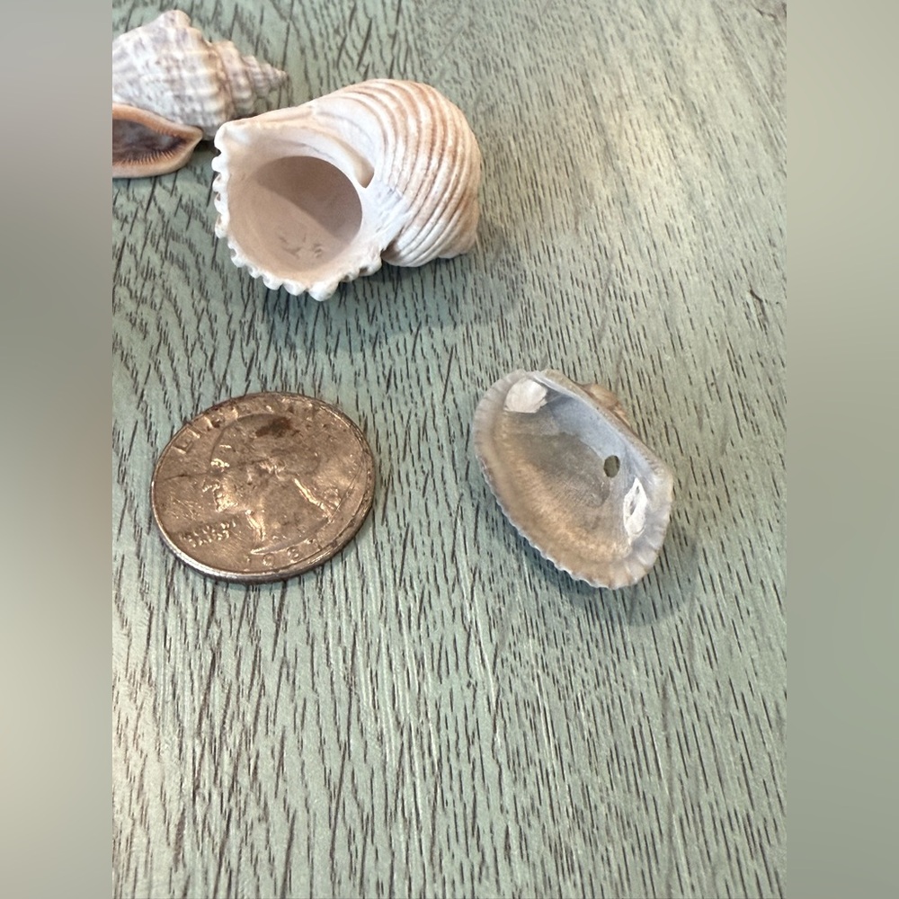 Lot Of 4 Shells Including A Murex Seashell Crafts Decor Shell - Picture 6 of 11